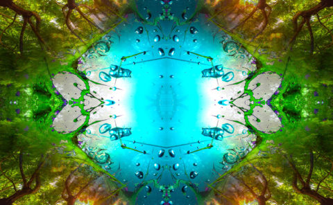 RAINFOREST / Andreas Streicher / Metamorphosis / 2013