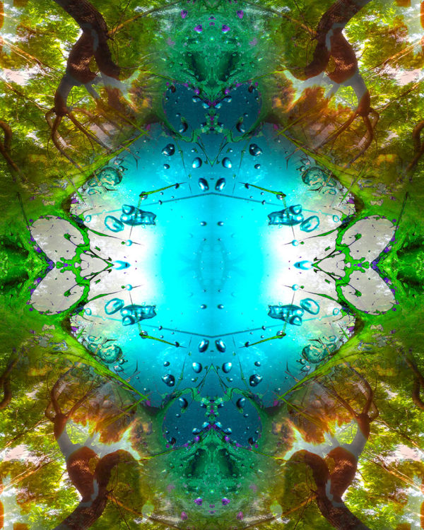 RAINFOREST / Andreas Streicher / Metamorphosis / 2013