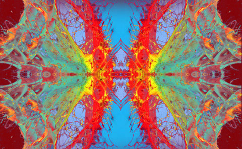 MARIPOSA / Andreas Streicher / Metamorphosis / 2013