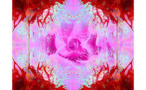 FOUR ROSES / Andreas Streicher / Metamorphosis / 2014